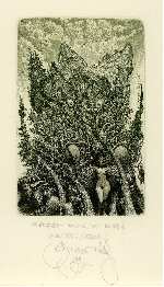 Forest full of birds, Albin&nbsp;BRUNOVSKY