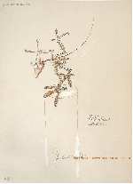 Robinson Archaiopterix, �&nbsp;PANAMARENKO